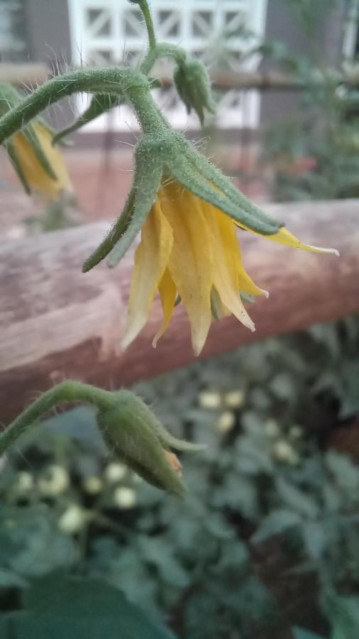 Urban Farm Haus Guesthouse 龙杜 外观 照片