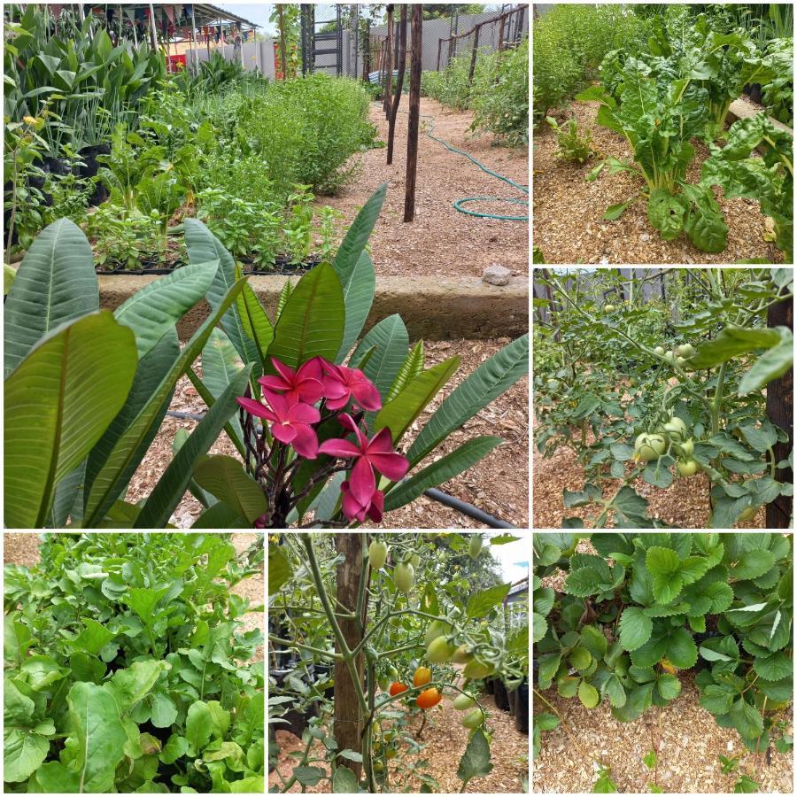 Urban Farm Haus Guesthouse 龙杜 外观 照片