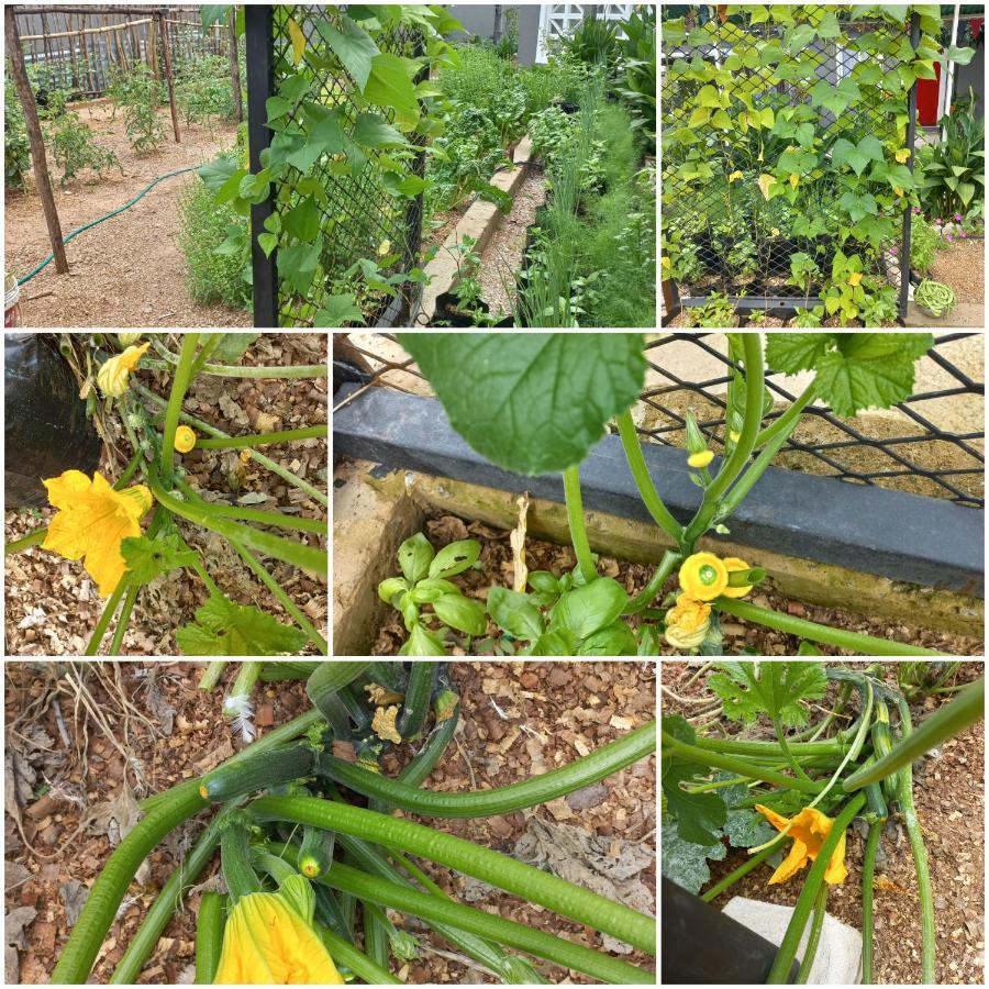 Urban Farm Haus Guesthouse 龙杜 外观 照片