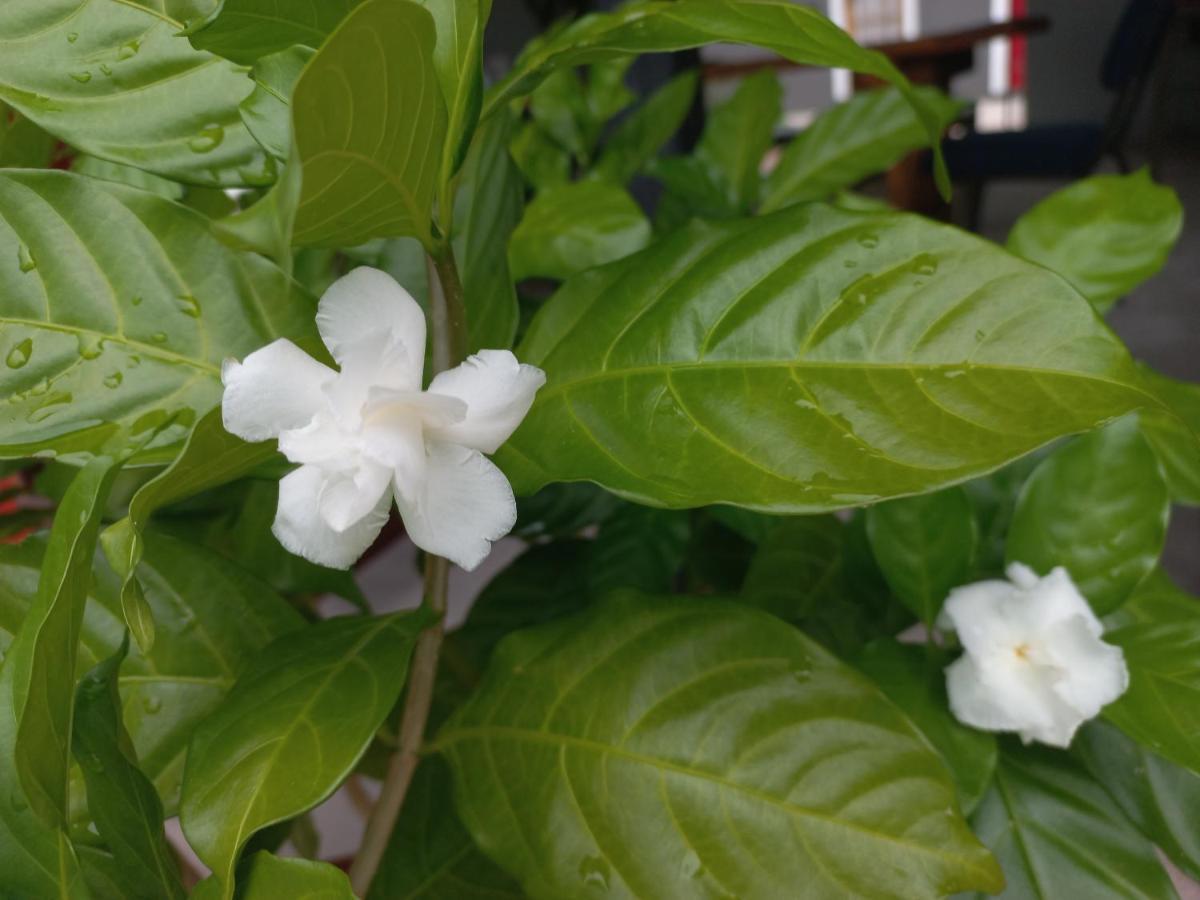 Urban Farm Haus Guesthouse 龙杜 外观 照片